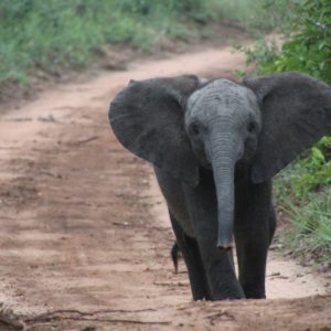 Will Humans Go the Way of the Tuskless Elephant?